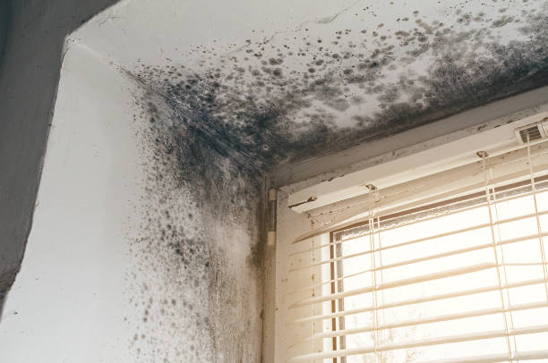 Trusted Mold Inspection service in Atlantic Highlands, NJ - Cheap Mold Removal